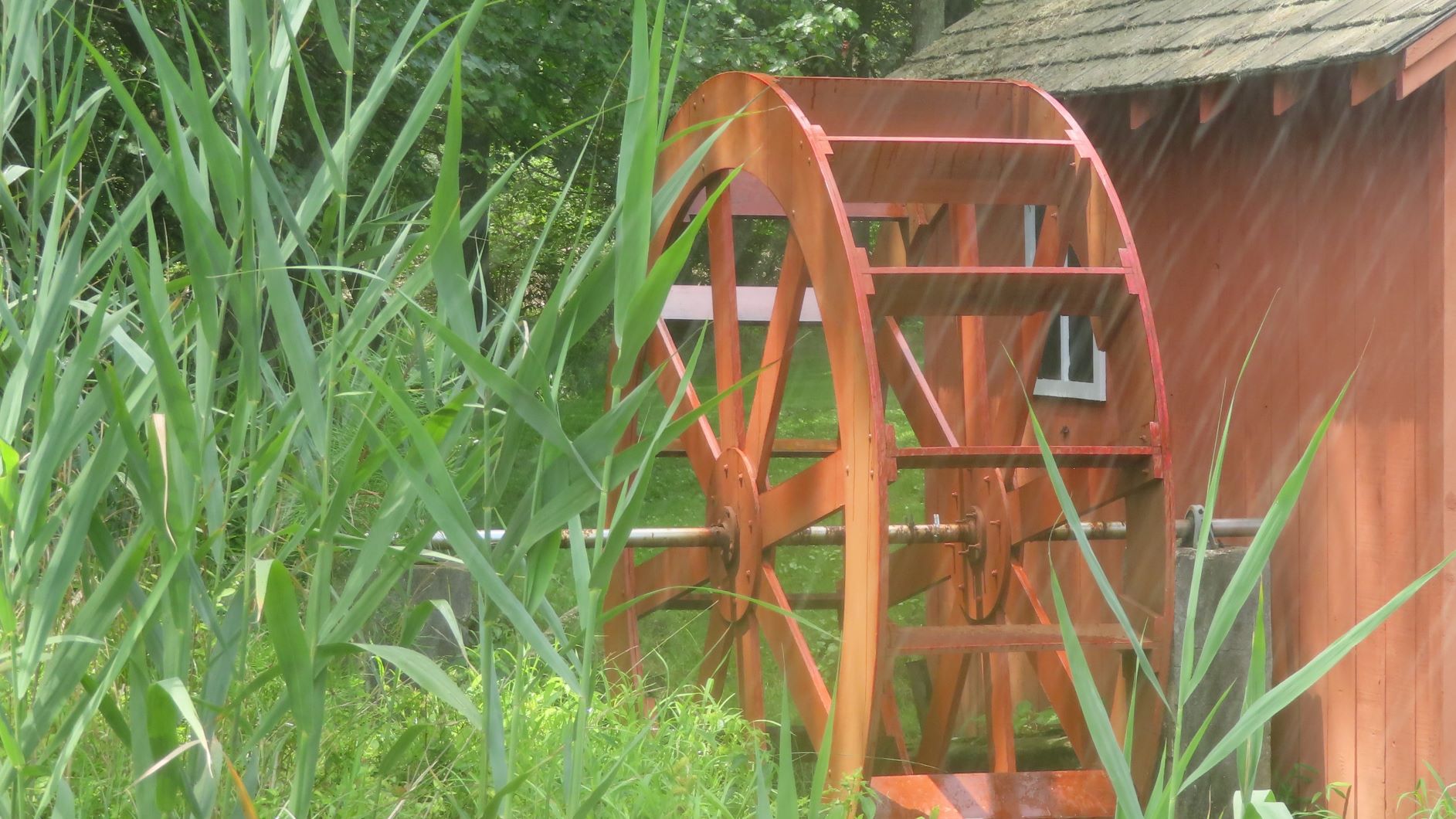 Photograph of mill wheel through reeds